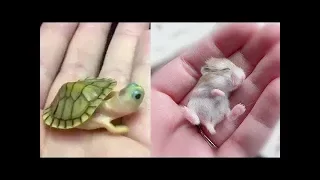 Süße Tierbabys Videos Zusammenstellung - süßer Moment der Tiere 🐤 4