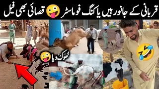 Funny Qurbani Animals 2023 🤣 Qasai ki Muramat Ho gai || Israr Info Tv