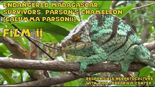 Исчезающий Мадагаскар. Выжившие. Хамелеон Парсона (Calumma parsonii). Фильм ІІ.