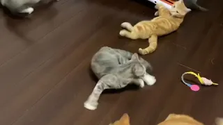 【TVでも紹介された話題のおもしろねこ動画】パパのくしゃみに驚く猫ファミリー