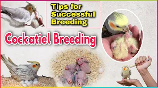 How to breed cockatiel | Cockatiel breeding tips | Guide for cockatiel breeding
