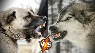 Матёрый волк против Кангала! ВЕРСУС!!!!