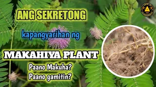 ANG SEKRETONG KAPANGYARIHAN NG MAKAHIYA PLANT | Lnk