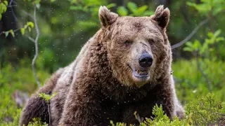 The origins of the Yeti myth of the Himalayas: have been revealed at last, thanks to science.