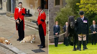 Queen’s Corgis and beloved horse Emma Watch her Final Journey in Windsor castle | Royal Family