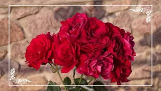 Футажи из роз - Footage of roses