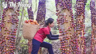 Harvesting Chestnut & Goes to the Market Sell - Harvesting & Cooking || Ly Thi Hang Daily Life