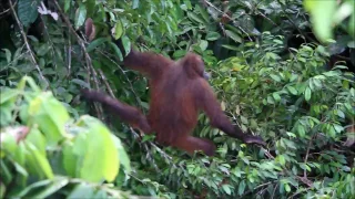 Orang Utan Rainforest Discovery Centre