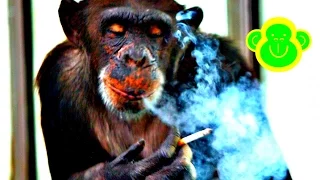 Chimpanzee smoking cigarettes like a Human