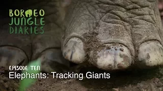 Borneo Jungle Diaries: Episode Ten - Elephants: Tracking Giants [UHD/4K] SZtv