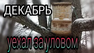 Специально ждал морозов. Роеловство