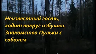 Неизвестный гость, ходит вокруг избушки. Соболь "на узерку". 7 серия