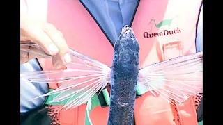 【永續漁業】獵捕飛行 ｜我們與飛魚的故事 (公共電視 我們的島第255集  2004-05-24)