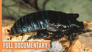 The Greatest Tricks: Survival Secrets of the Animal Kingdom | Full Documentary