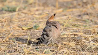 Graceful Hoopoe: Preening & Foraging Moments #birds #nature #wildlife