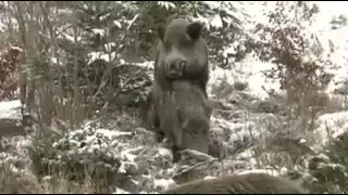 Mating of wild boar