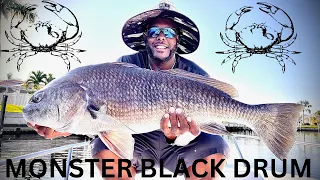 Catching MONSTER BLACK DRUM ON ULTRA LIGHT TACKLE ON BLUE CRAB!