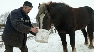 ЛОШАДИ как правильно гонять глистов у Лошадей