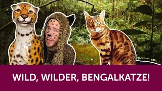 Roy präsentiert: Die Bengalkatze - der kleine Leopard im Rasseportrait