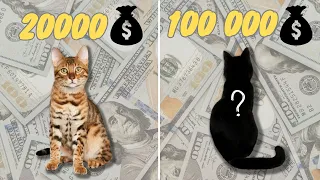 the top 10 most 🐈 (Expensive Cat Breeds In The World) 🐱 2023-2024-by animalwondery*