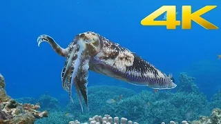 Sony 4K Demo: Beautiful Sea in Okinawa