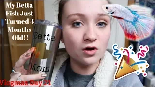 MY BETTA FISH JUST TURNED 3 MONTHS OLD!! | vlogmas day 21 | ItsAnnaLouise