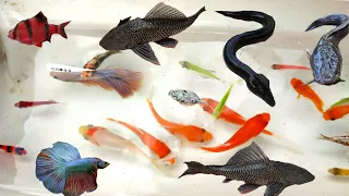 Unbelievable Catching Fancy Axolotls, White Carp, Ranchu Fish, PingPong Pearlscale Goldfish, Koi