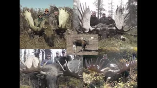 Alaska Yukon moose hunting See 7 big Alaskan bull moose taken by hunters