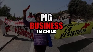 Pig Business in Chile (English subtitles)