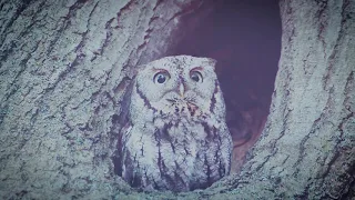Eastern Screech Owl Sounds. Owl Cаlling. Babies - https://youtu.be/SZv0B7yQI7E