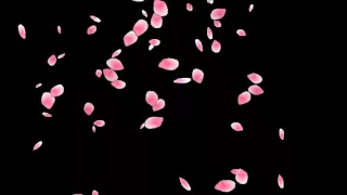 Падающие лепестки роз - Футаж - MP4 Video 16 : 9