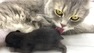 Mother cat refuses to nurse her foster kitten