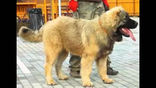 Байрак Азскас Казак 6,5 months old male