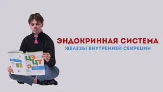 ЭНДОКРИННАЯ СИСТЕМА (железы внутренной секреции)