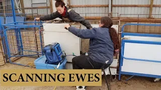 Planning For The Next Lambing Group (SCANNING EWES FOR PREGNANCY): Vlog 135
