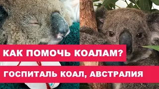 Как помочь коалам в Австралии? Госпиталь, оказывающий помощь коалам пострадавшим в пожарах Австралии