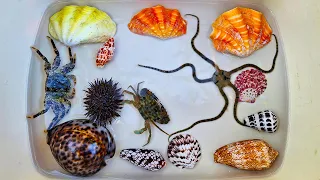 Finding Hermit Crab and Ornamental Fish, crab, conch, snail, pufferfish, starfish, shell, sea urchin