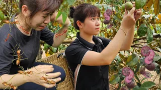Harvesting Star Apple Garden goes to Market sell - Gardening - Take Care of Dad | Lý Thị Ly