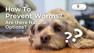 Natural Wormers for Pets? Let's talk Natural Solutions with Dr. Nicole!