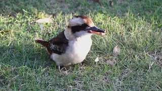 Kookaburras close up