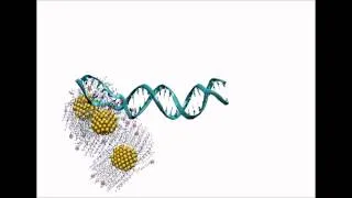 Charged Gold Nanoparticles "Unzip" DNA