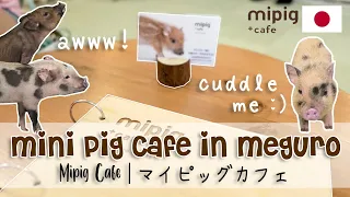 Mipig Café Meguro Japan 🐷☕❤️ Having Coffee with Micro Pigs [マイピッグカフェ 目黒]