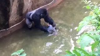 Hear Mom's Frantic 911 Call From Zoo Gorilla Exhibit: 'He's Dragging My Son'