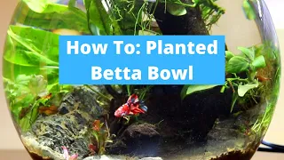 Betta Fish Bowl Aquascape (Easy and Ethical Setup)