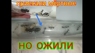 Посылка с camponotus singularis, приехали мёртвыми но ожили, заморозка экзотических муравьев AntGart