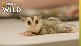 Baby Sugar Gliders First Trip to the Vet | Dr. T, Lone Star Vet