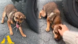 DEL MIEDO A LA CONFIANZA: Perrita asustada y abandonada es rescatada | Tu Amigo Fiel