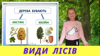 Листяні і хвойні ліси | Види лісів | ЯДС творча майстерня