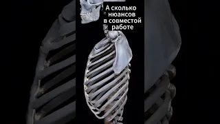 Биомеханика плеча. 3D