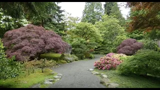 Seattle Japanese Garden Spring 2022